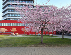 April - Kirschblüte - Kunst Universität von Christoph Nordmann
