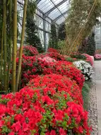 Foto von Azaleen in der botanika