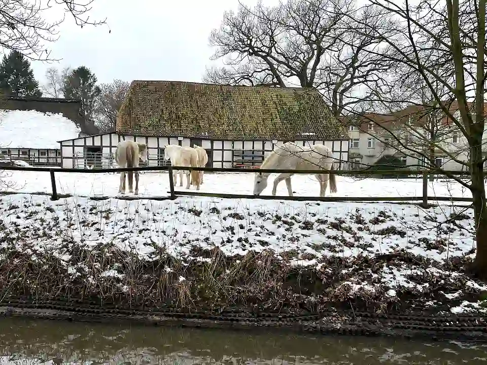Foto eines Pferdehofes in Horn-Lehe