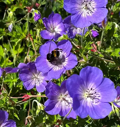 Foto Vorgarten Ortsamt