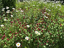 Die Blumenwiese beim Ortsamt blüht wieder