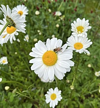 Die Blumenwiese beim Ortsamt blüht