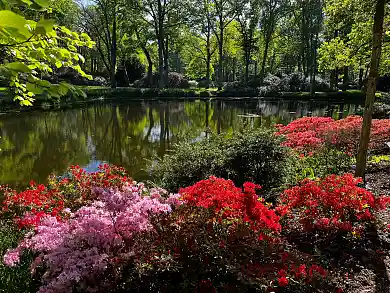 Foto Rhododendronpark
